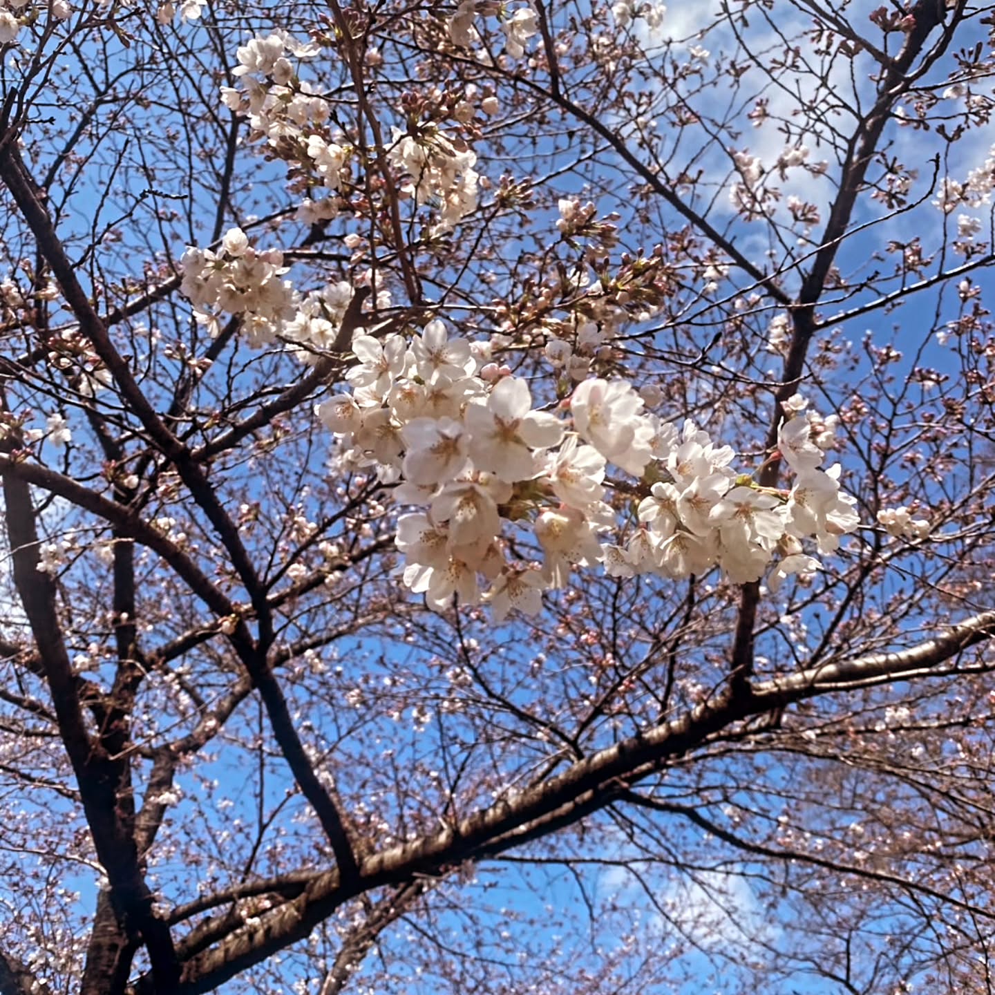 おはようございます、ベルネージュです

明日16日の水曜日までお休みを頂いてますので
ご迷惑おかけしますが宜しくお願い致します‍♂️